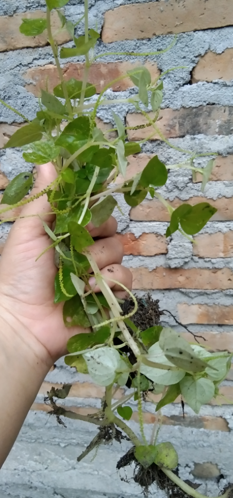 Daun Sirih China, Kebaikan Untuk Kesehatan Dan Kecantikan Ala Ane!