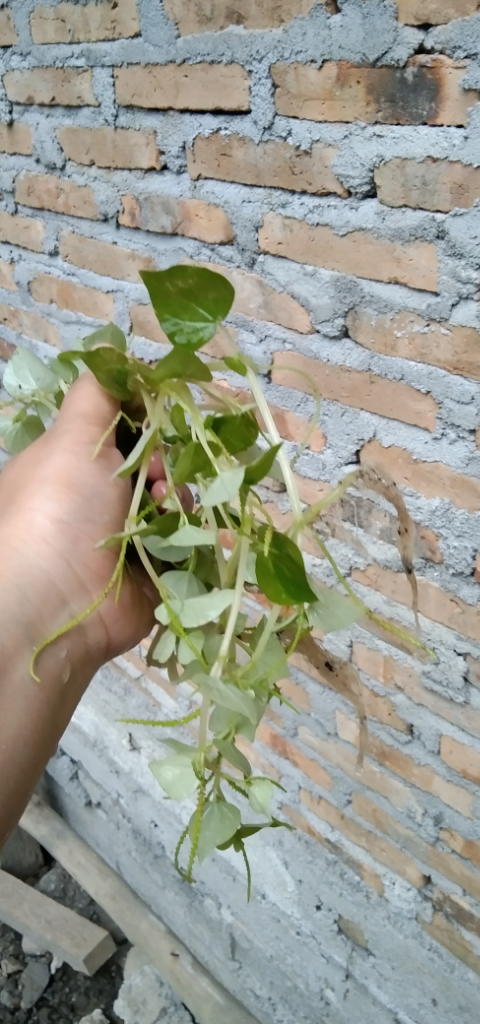 Daun Sirih China, Kebaikan Untuk Kesehatan Dan Kecantikan Ala Ane!