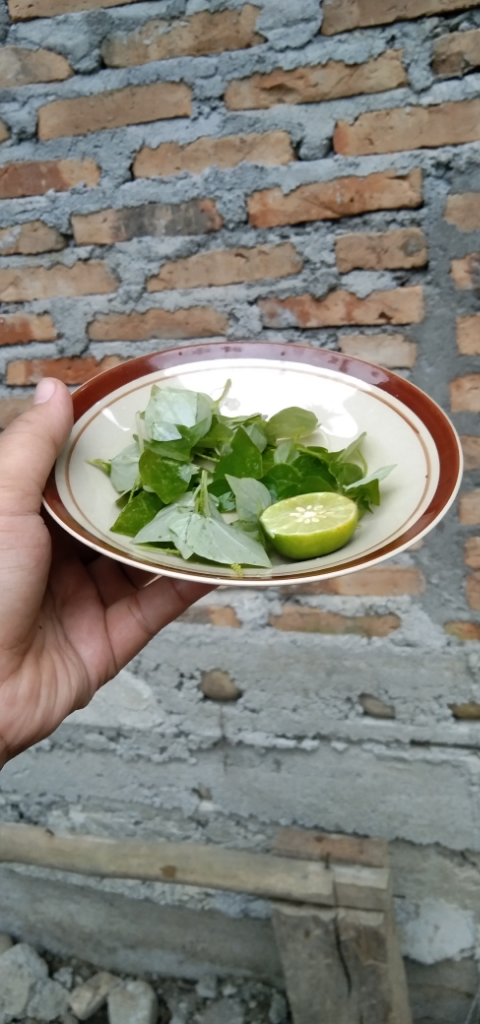 Daun Sirih China, Kebaikan Untuk Kesehatan Dan Kecantikan Ala Ane!