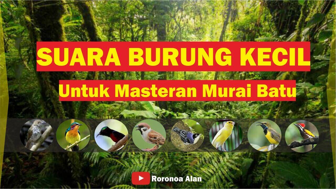 Suara Burung Kecil Untuk Masteran Murai Batu