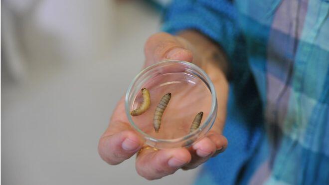 Larva Ngengat Berbentuk Ulat! Solusi Baru Untuk Mengatasi Sampah Plastik Di Dunia!