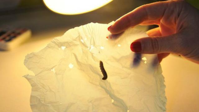 Larva Ngengat Berbentuk Ulat! Solusi Baru Untuk Mengatasi Sampah Plastik Di Dunia!
