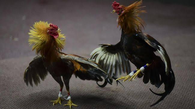 ✓ Sabung ayam di Indonesia | Judi atau adat ???