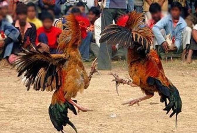 ✓ Sabung ayam di Indonesia | Judi atau adat ???