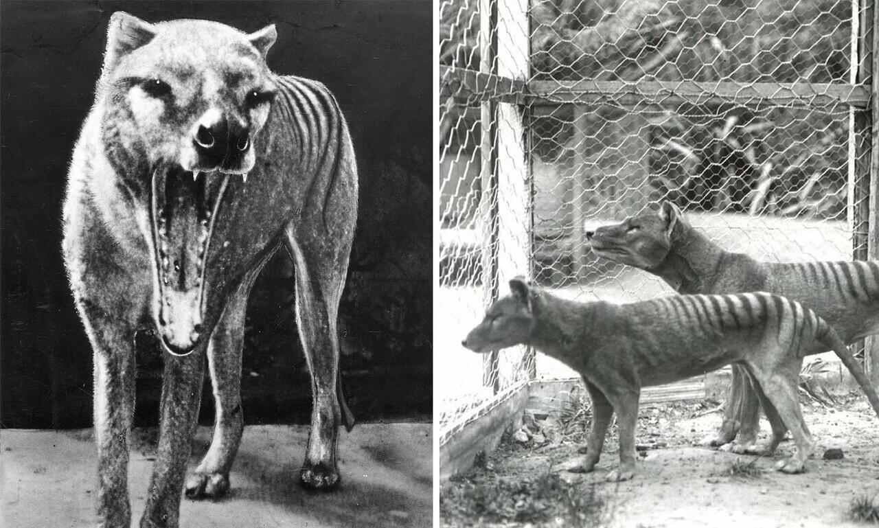 Loh ! Para Ahli Nyatakan 'PUNAH', Pria Ini Malah Klaim Temukan TASMANIAN TIGER ?!