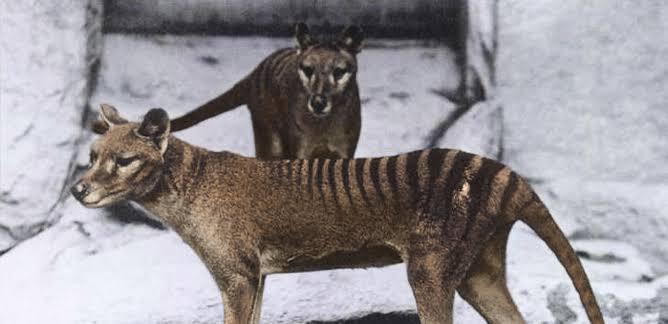 Loh ! Para Ahli Nyatakan 'PUNAH', Pria Ini Malah Klaim Temukan TASMANIAN TIGER ?!