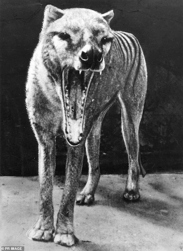 Loh ! Para Ahli Nyatakan 'PUNAH', Pria Ini Malah Klaim Temukan TASMANIAN TIGER ?!