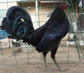 √ ayam termahal | satu Ekor bisa beli Motor