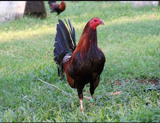 √ ayam termahal | satu Ekor bisa beli Motor