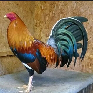 √ ayam termahal | satu Ekor bisa beli Motor