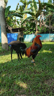√ ayam termahal | satu Ekor bisa beli Motor