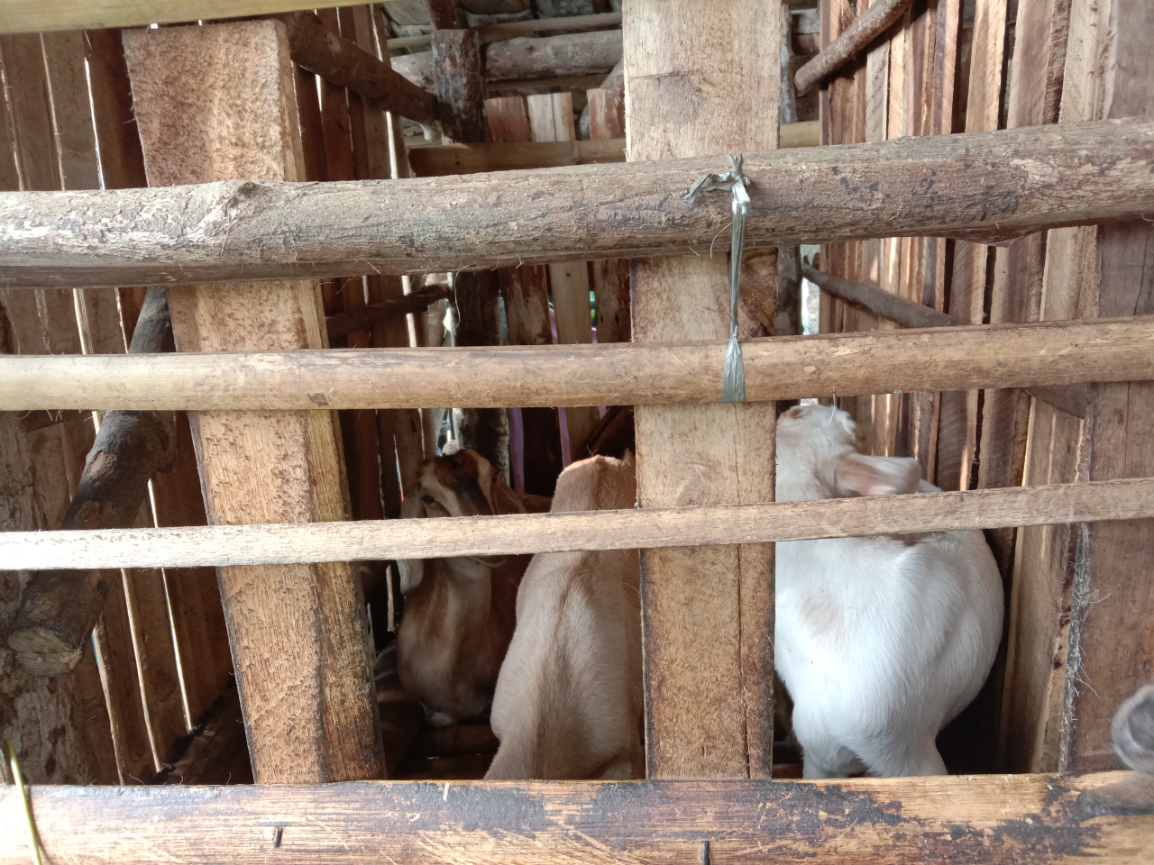 Cara Menjadi Peternak Kambing Tanpa Harus Cari Rumput dan Bau Prengus! Emang Bisa?