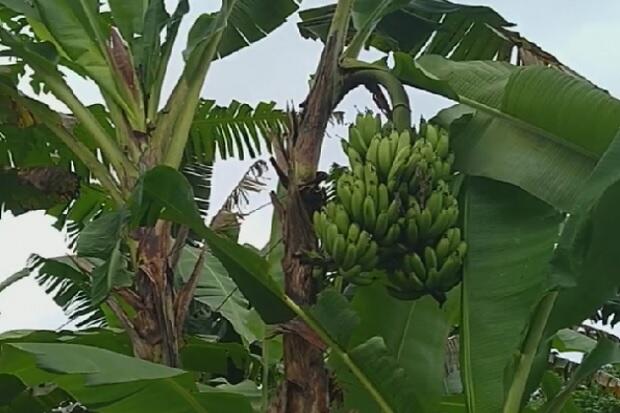 Unik, Pisang di Mentawai Ini Selalu Berbuah Aneh, Satu Batang Dua Jantung