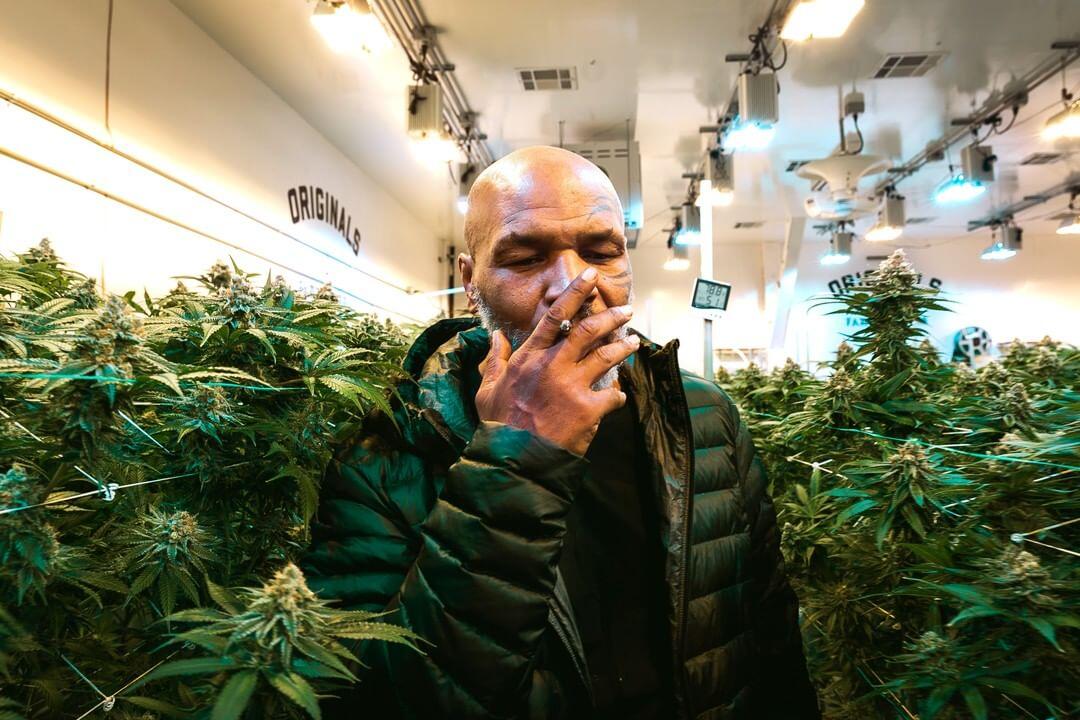 AS Legalkan Penjualan Ganja, Mike Tyson Auto Miliuner Berkat Bangun Kerajaan Ganja