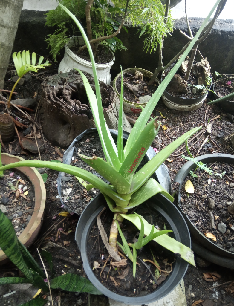 Bahan Herbal Yang Merawatku
