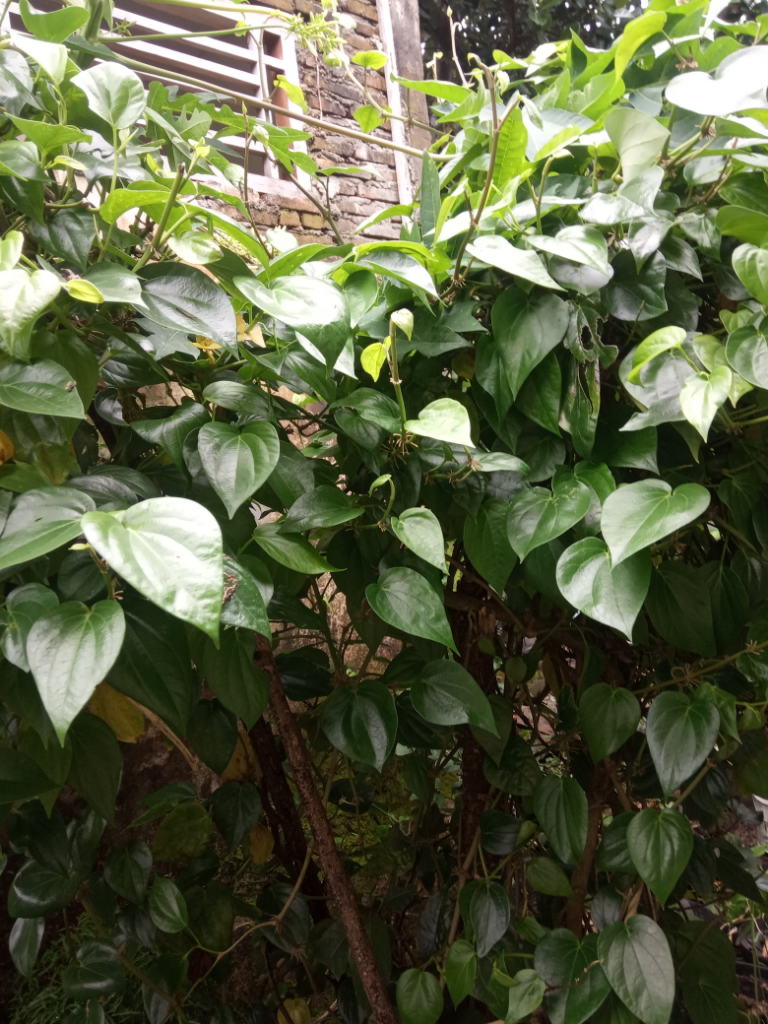 Bahan Herbal Yang Merawatku