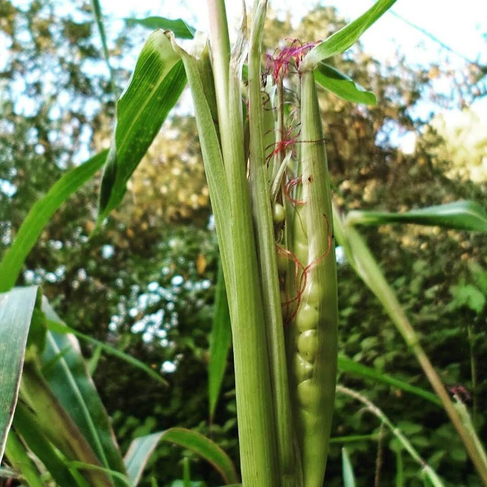 Penampilan Buah dan Sayur Pada Masa Lampau