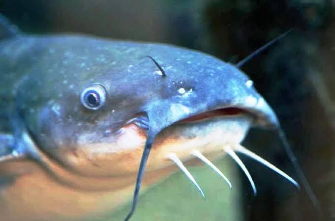 Inilah ikan - ikan perusak ekosistem