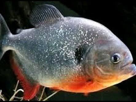 Inilah ikan - ikan perusak ekosistem