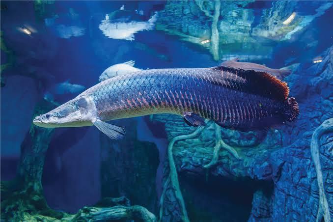 Inilah ikan - ikan perusak ekosistem