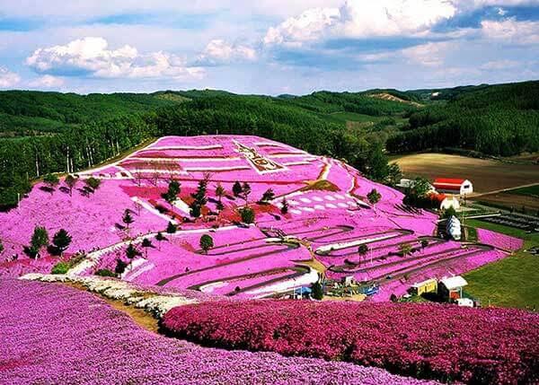 Cari Tempat Romantis Untuk Prewedding? Taman Seribu Bunga Di Brastagilah Tempatnya