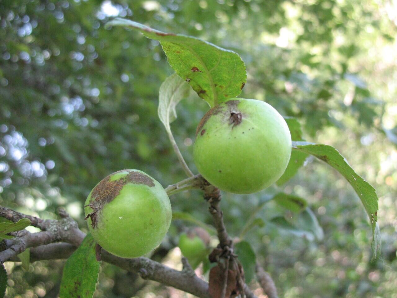 Penampilan Buah dan Sayur Pada Masa Lampau