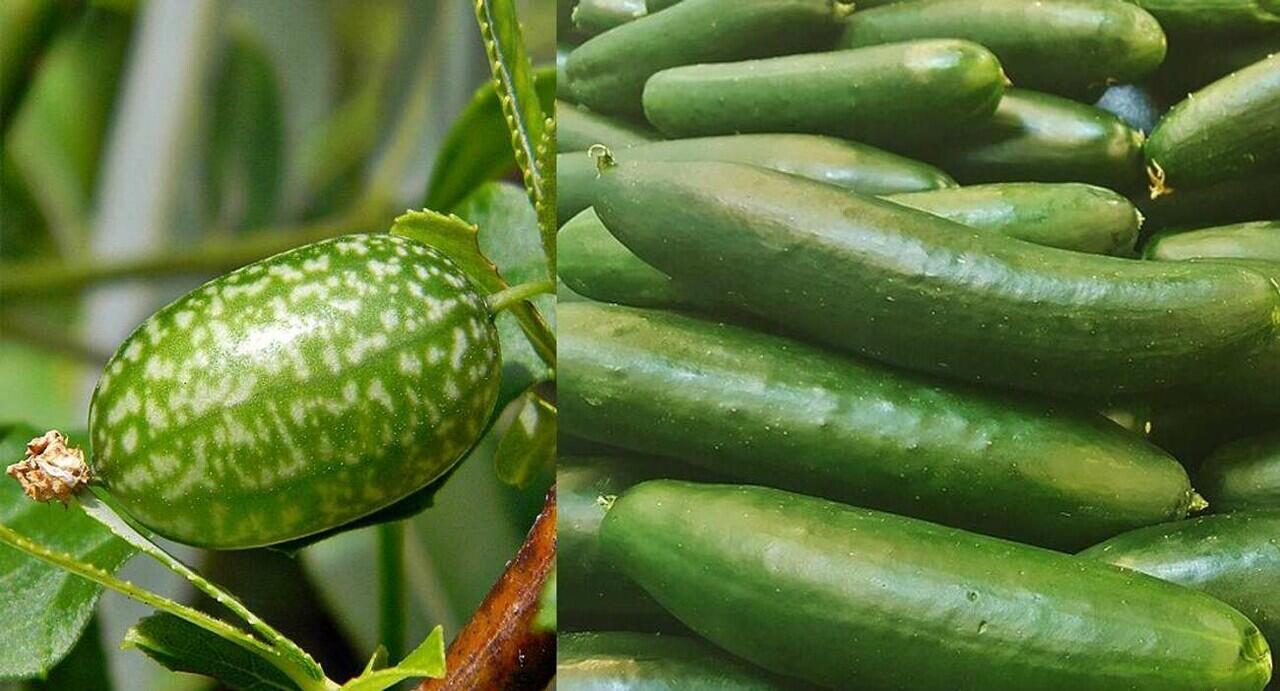Penampilan Buah dan Sayur Pada Masa Lampau