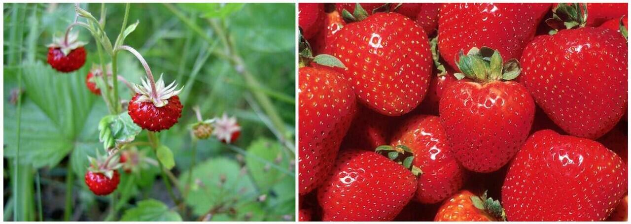 Penampilan Buah dan Sayur Pada Masa Lampau