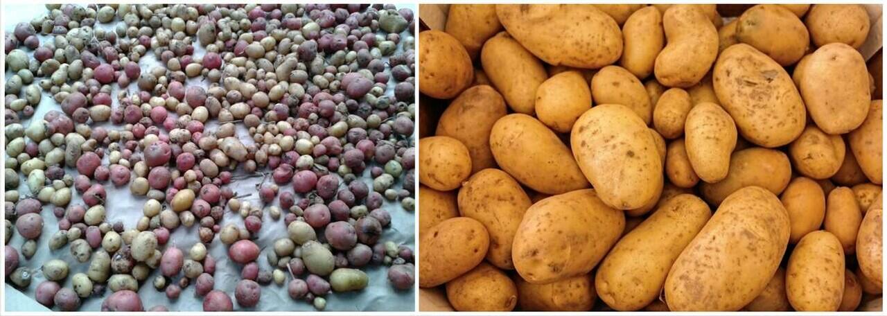 Penampilan Buah dan Sayur Pada Masa Lampau