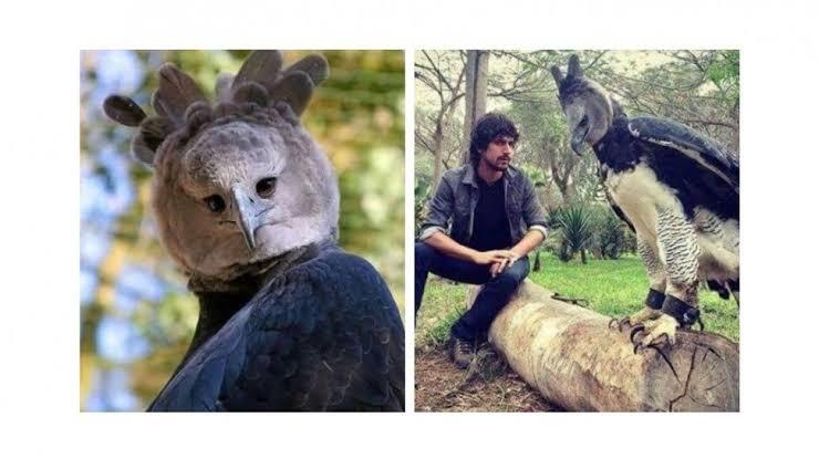 Burung Garuda Itu Ada Ga Sih?