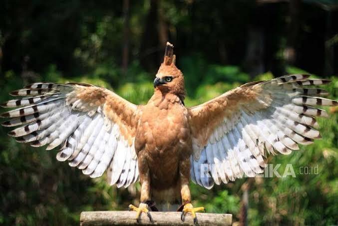 Burung Garuda Itu Ada Ga Sih?
