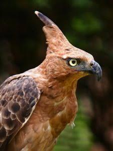 Burung Garuda Itu Ada Ga Sih?
