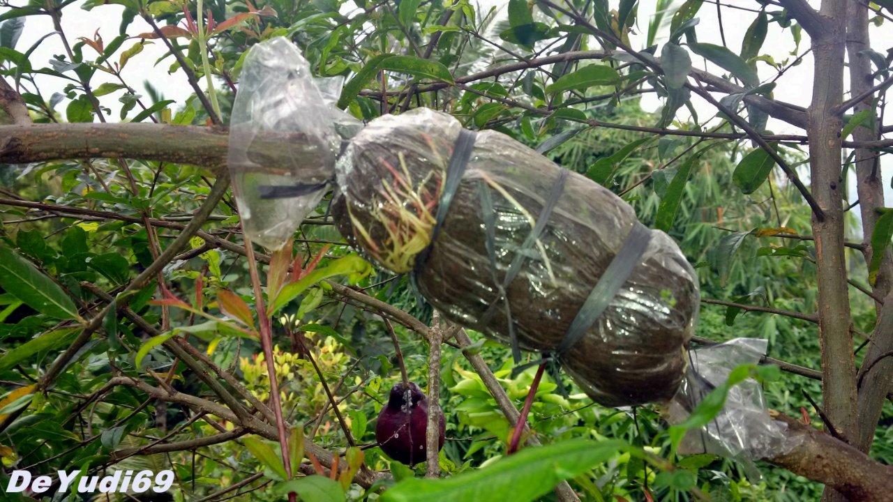 Cara Mudah Mencangkok Tanaman Buah Delima Supaya Cepat Tumbuh Akar