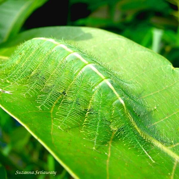 Mengenal 'Baron Caterpillar', Ulat Yang Jago Menyamar Dan Cara Mengobati Gigitannya!