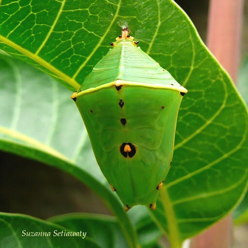 Mengenal 'Baron Caterpillar', Ulat Yang Jago Menyamar Dan Cara Mengobati Gigitannya!