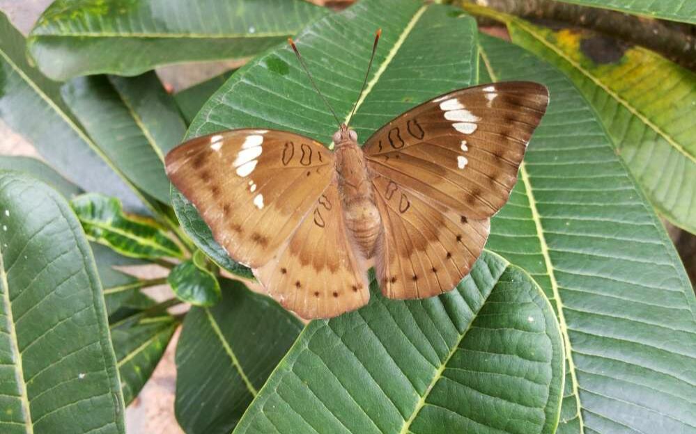 Mengenal 'Baron Caterpillar', Ulat Yang Jago Menyamar Dan Cara Mengobati Gigitannya!