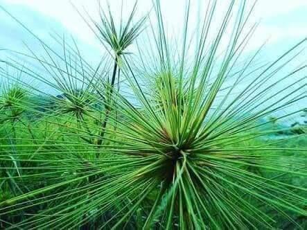 Mengenang Masa Kecil; Bermain Pasir Mengejar Spinifex atau Rumput Berlari di Pantai