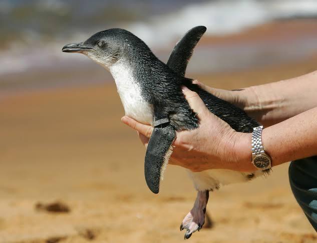 2 Turis Mabok 'NYULIK' Penguin Di Sea World, Pas Sadar Malah Bingung !