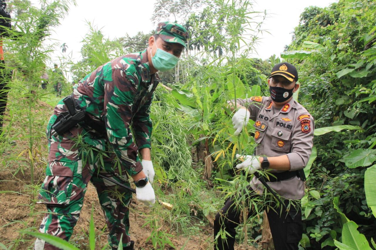 Kapolda Aceh Apresiasi Pemusnahan Ladang Ganja Di Aceh Utara