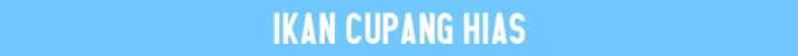 Tips Merawat Ikan Cupang Hias Agar Tetap Sehat Ala Ane