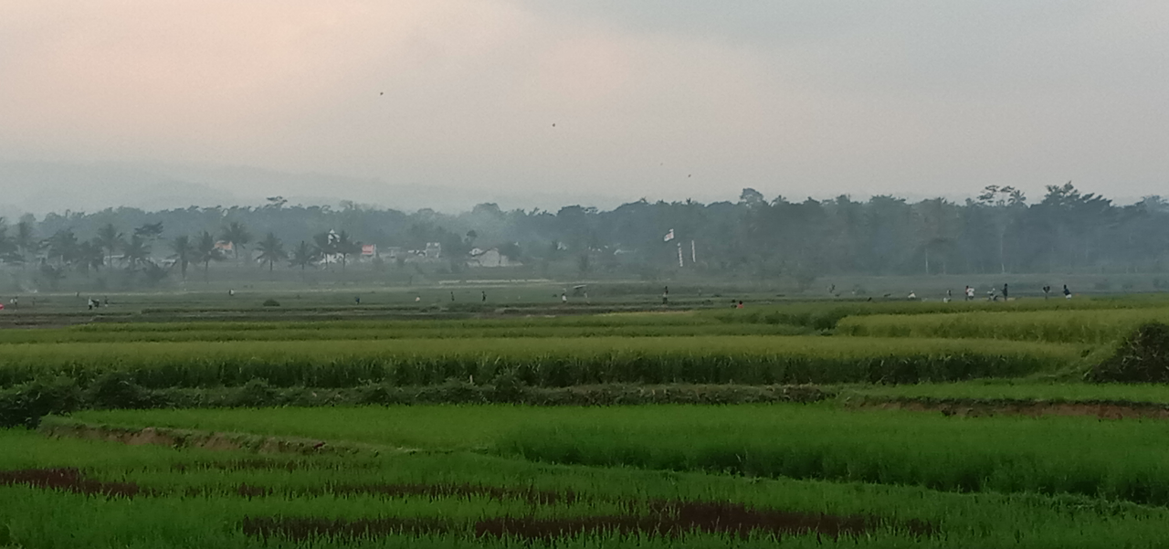 Mencari Rumput Sambil Gowes, Solusi Terbaik Menurut TS!