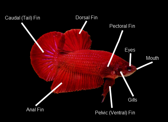 Perlu diketahui ciri-ciri ikan cupang kontes