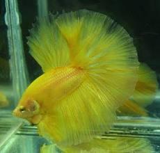 Perlu diketahui ciri-ciri ikan cupang kontes