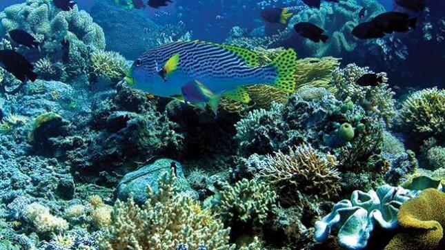 Dasyat! Kementerian KP ungkap Kekayaan Laut Indonesia Nilainya Capai US$ 1.338 Miliar