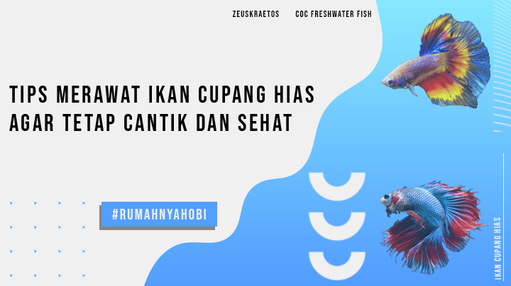 Tips Merawat Ikan Cupang Hias Agar Tetap Sehat Ala Ane