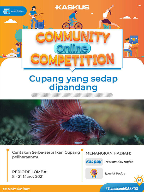 &#91;COC&#93; Freshwater Fish, Serba-serbi Ikan Cupang menurut Kamu