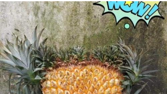Ada Buah Nanas Unik Ditemukan di Muarojambi, Ini Dia Penampakannya!