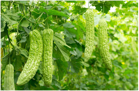 Ada Buah Nanas Unik Ditemukan di Muarojambi, Ini Dia Penampakannya!