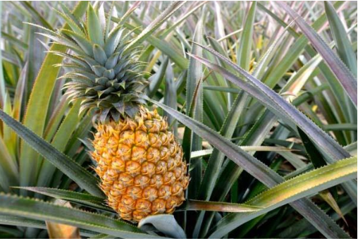 Ada Buah Nanas Unik Ditemukan di Muarojambi, Ini Dia Penampakannya!