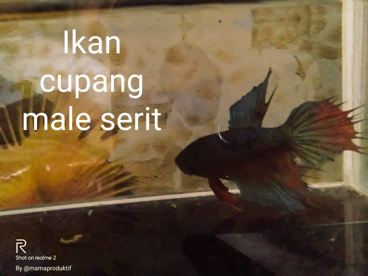 Serba Serbi Ikan Cupang Dari Perawatan, Pakan Dan Cara Kimpoinya, Kuy Masuk!